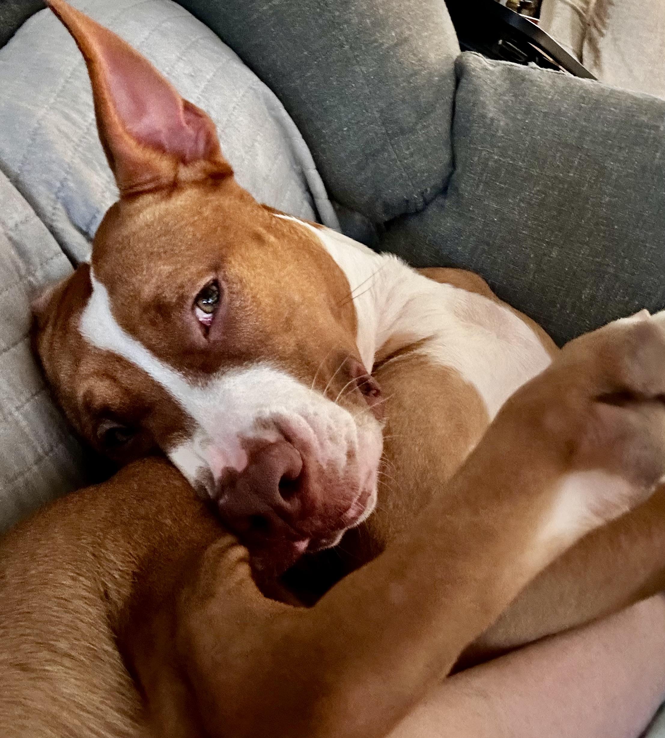 Enlarge TATER, a ADOPTABLE mixed breed in Media, PA image 1/4