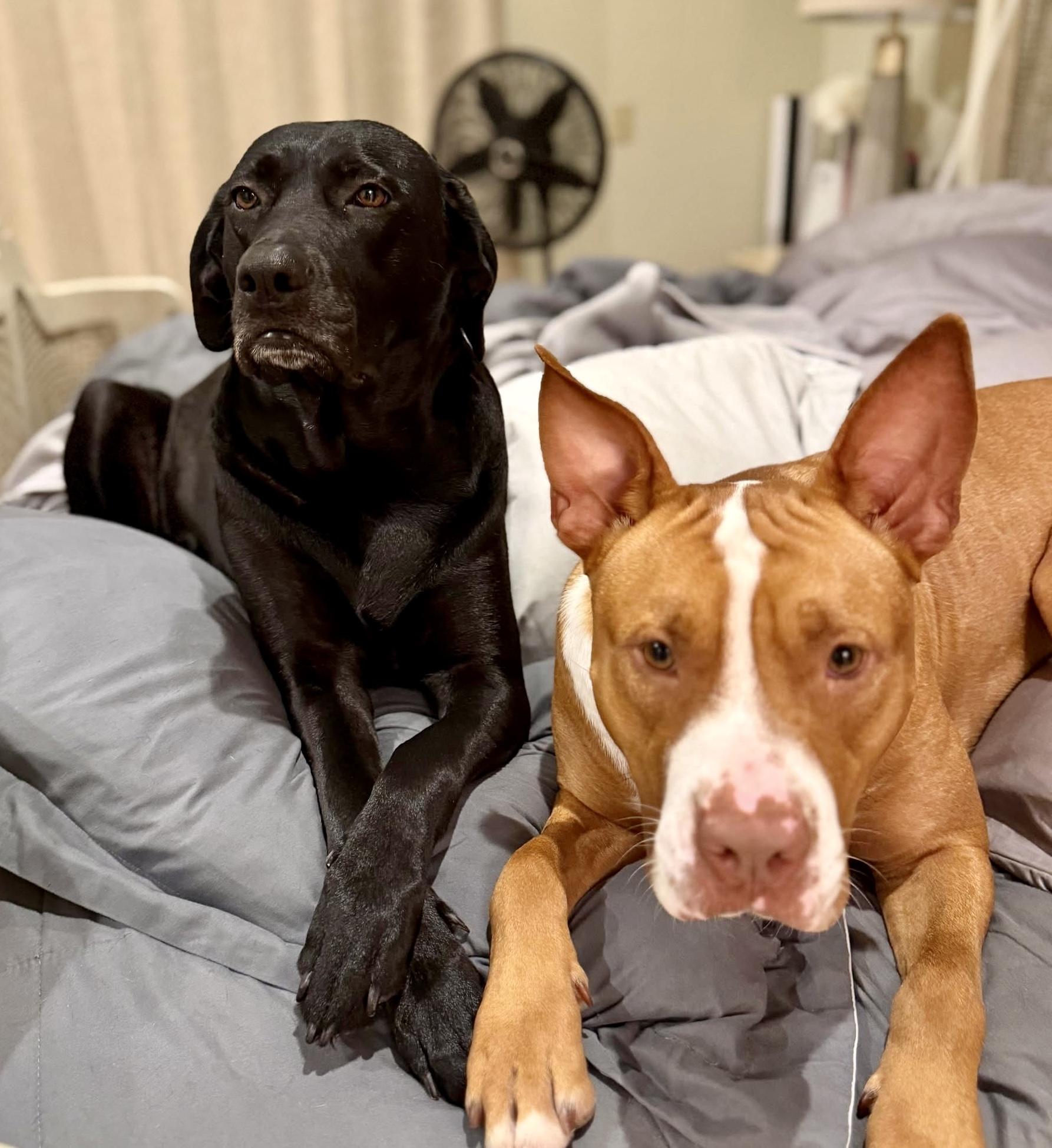 Enlarge TATER, a ADOPTABLE mixed breed in Media, PA image 2/4