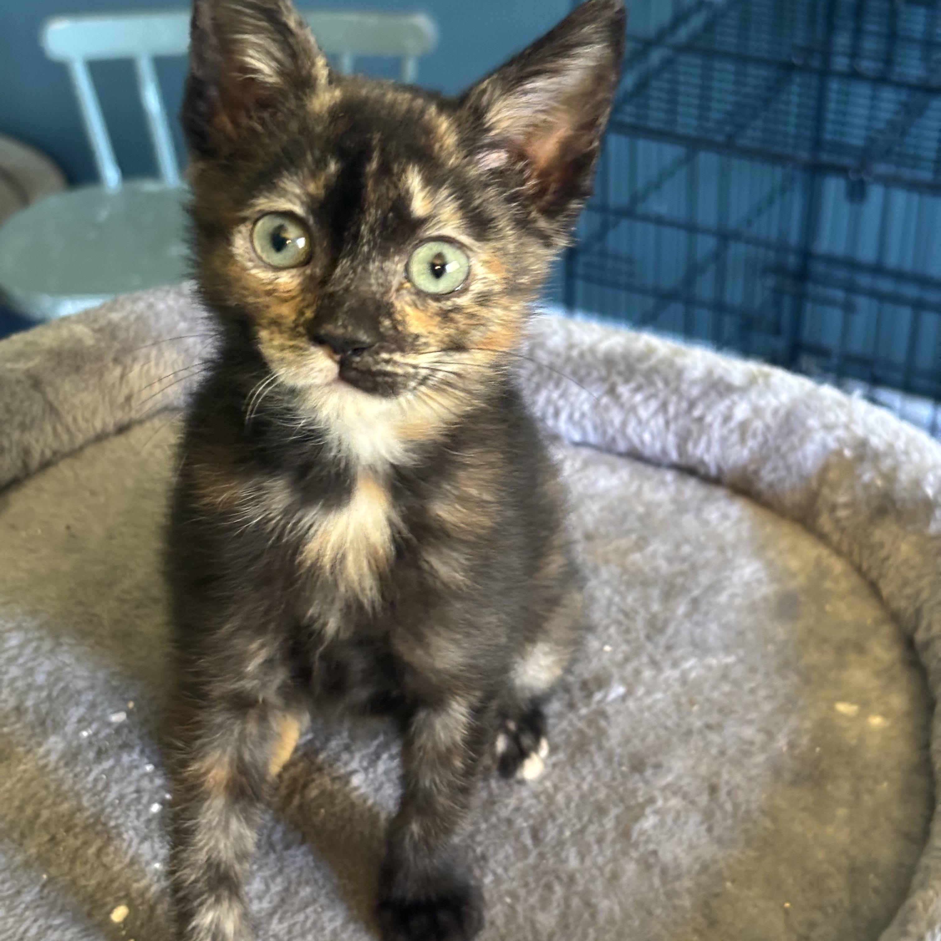 Enlarge Pipsqueak (Bonded with Rally), a Adopted Domestic Short Hair in Everett, ON image 1/3