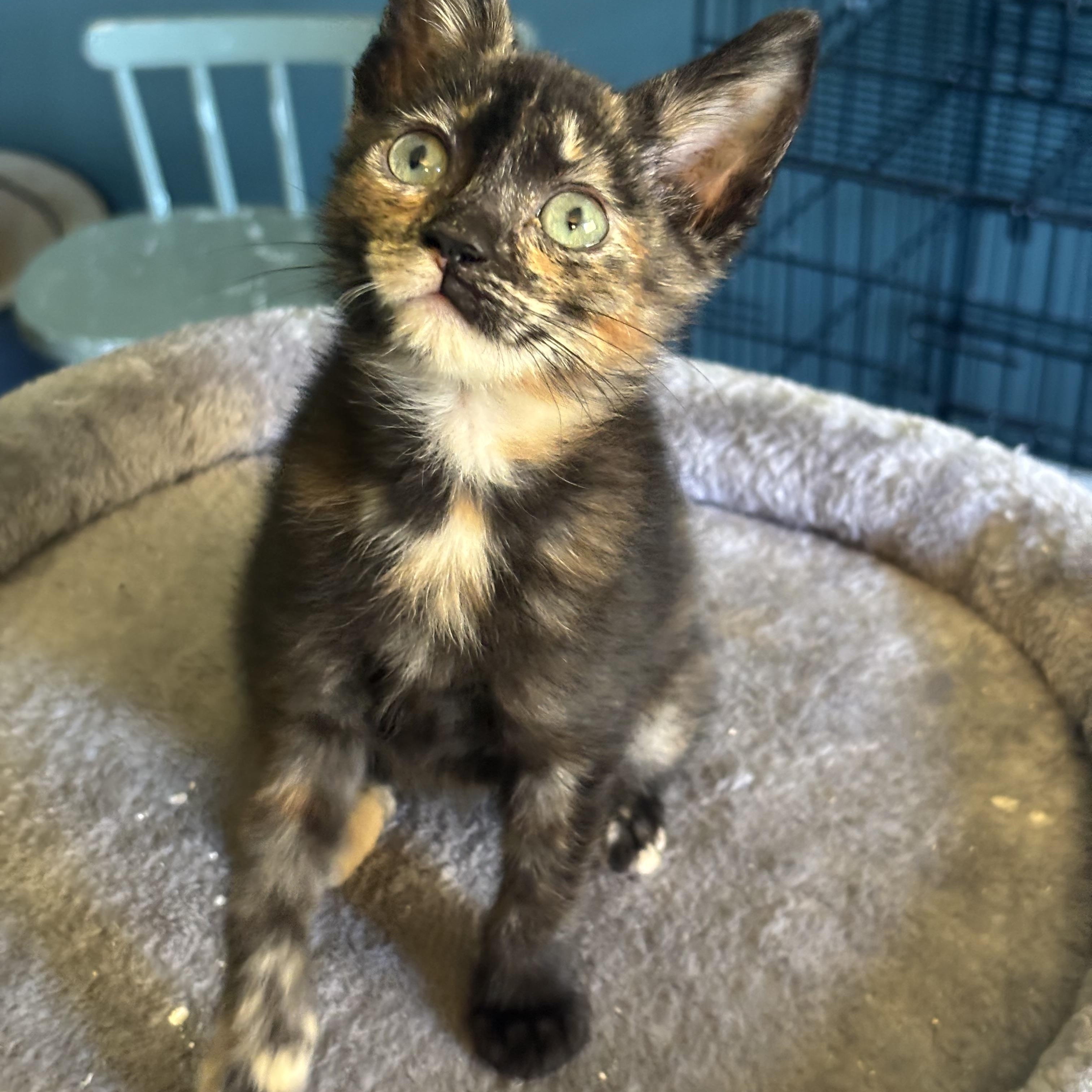 Enlarge Pipsqueak (Bonded with Rally), a Adopted Domestic Short Hair in Everett, ON image 2/3