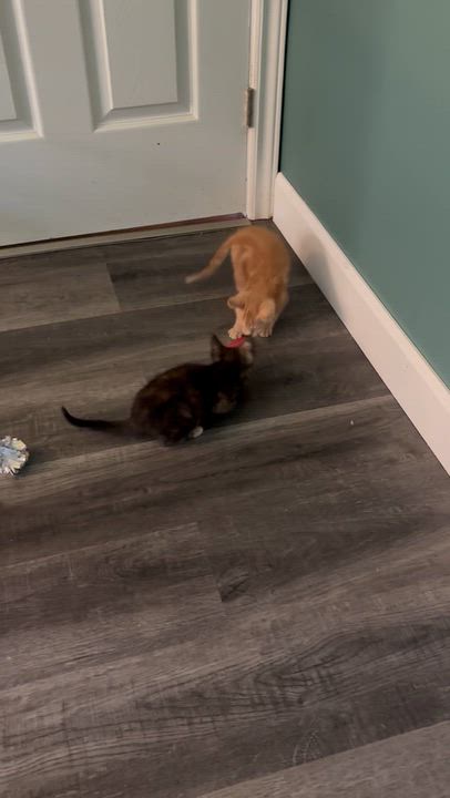 Enlarge Pipsqueak (Bonded with Rally), a Adopted Domestic Short Hair in Everett, ON video 3/3