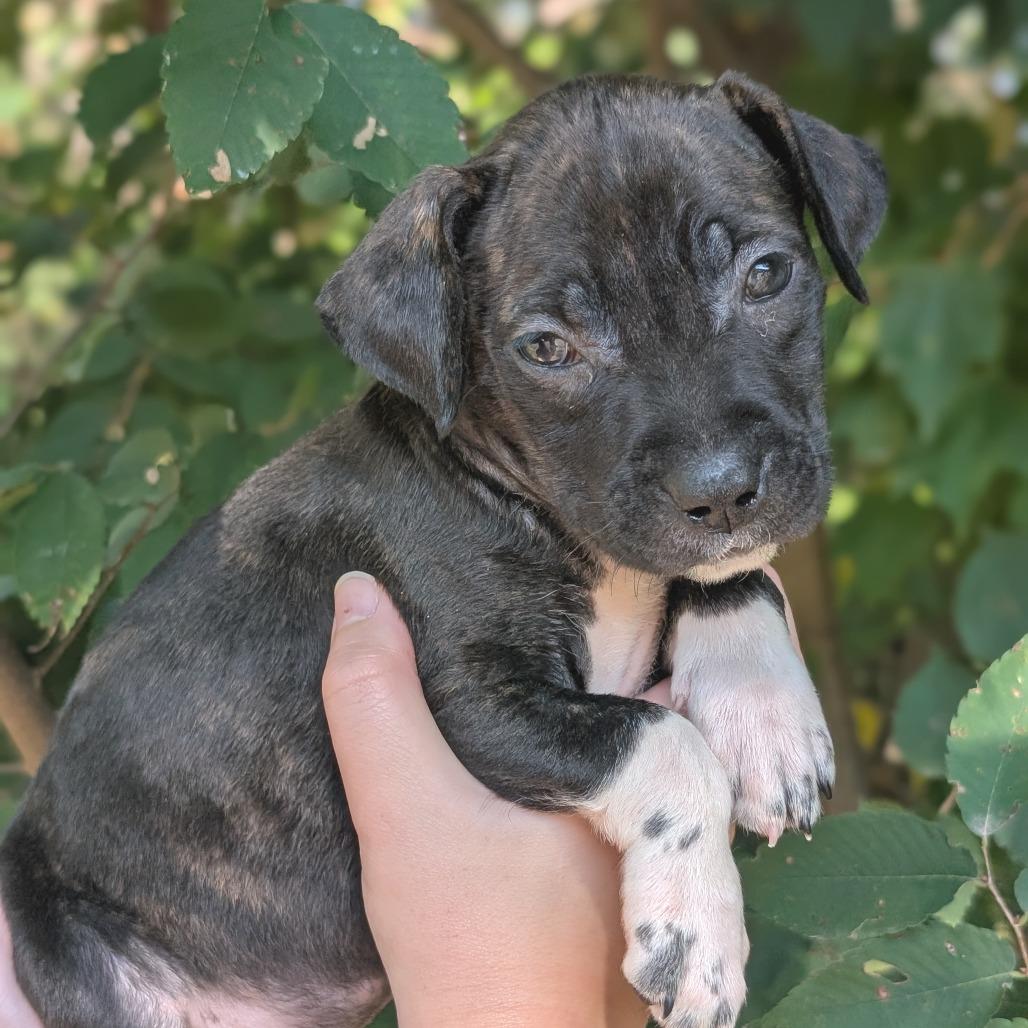 Hanna 09-1923, Adoptable, Puppy Female Pit Bull Terrier & Mixed Breed.