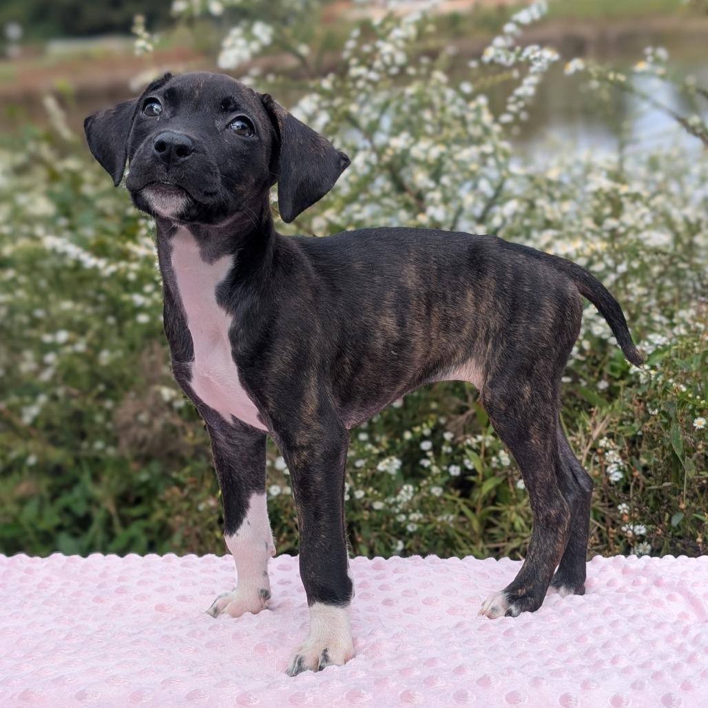 Enlarge Hanna 09-1923, a Adoptable mixed breed in Tyrone, GA image 2/6