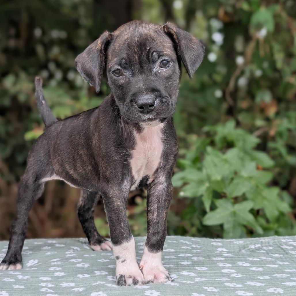 Enlarge Hanna 09-1923, a Adoptable mixed breed in Tyrone, GA image 3/6