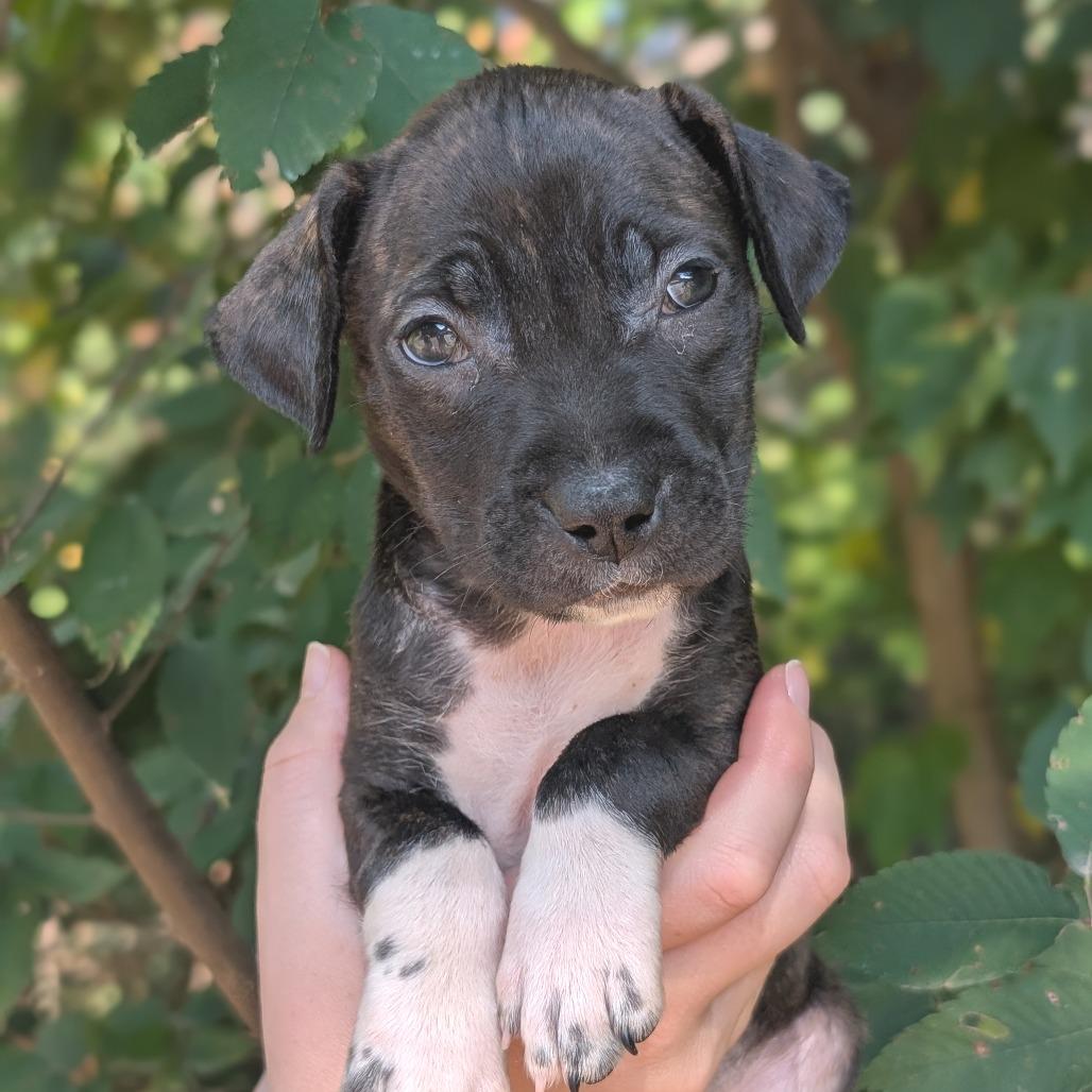 Enlarge Hanna 09-1923, a Adoptable mixed breed in Tyrone, GA image 4/6