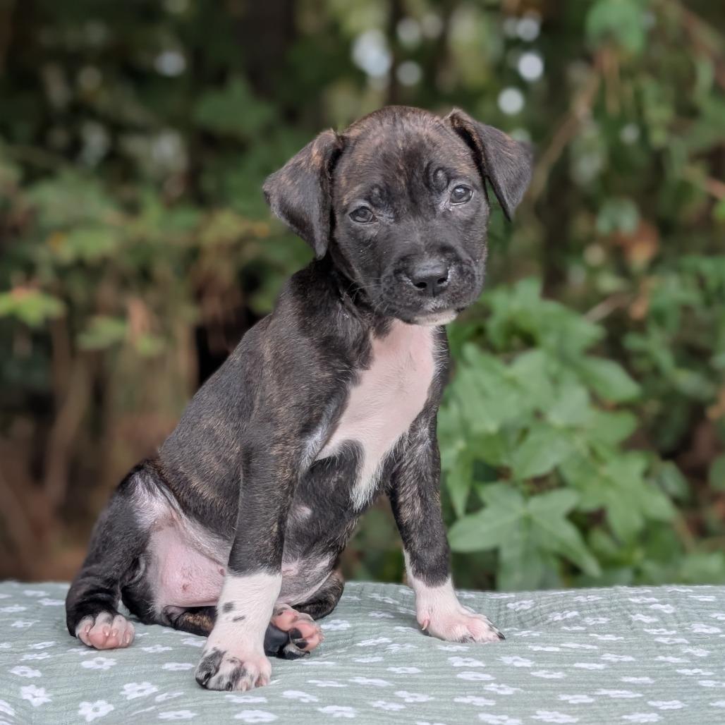 Enlarge Hanna 09-1923, a Adoptable mixed breed in Tyrone, GA image 5/6