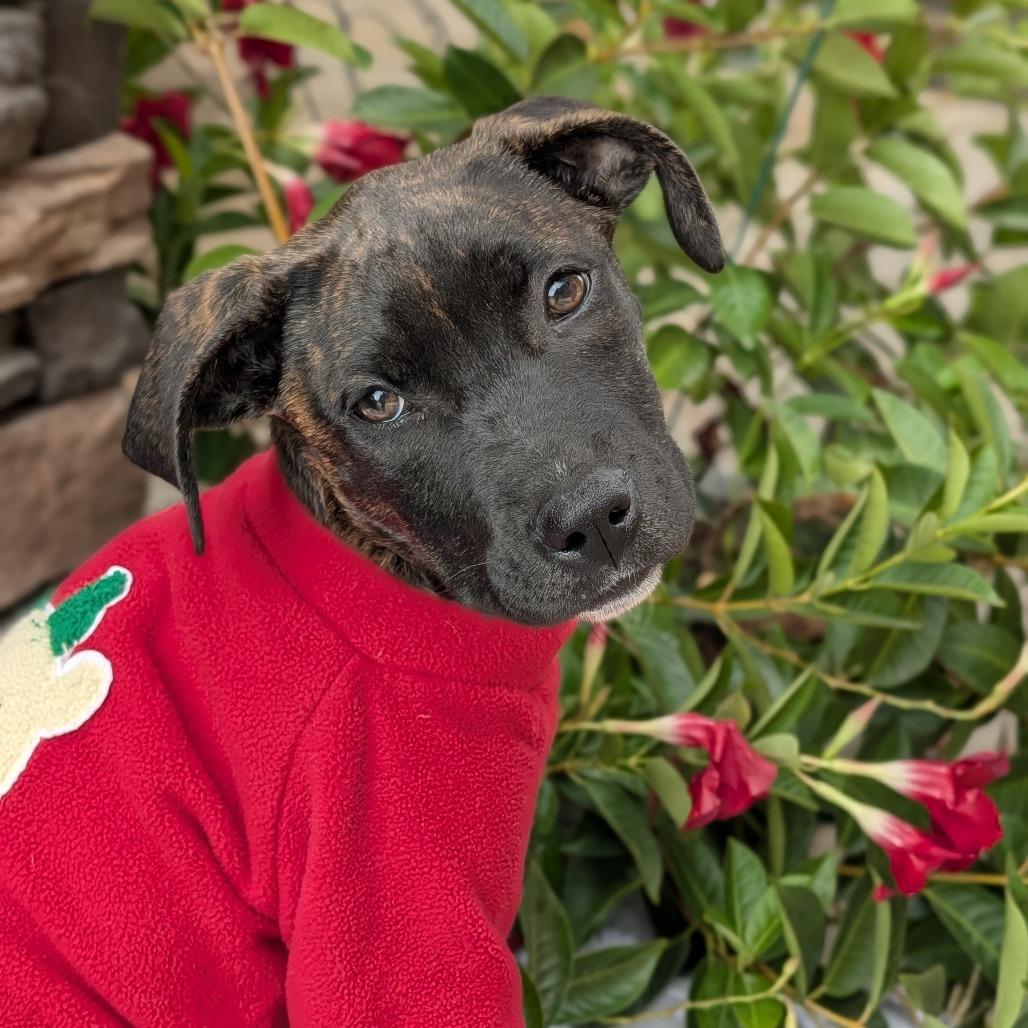 Enlarge Hanna 09-1923, a Adoptable mixed breed in Tyrone, GA image 6/6