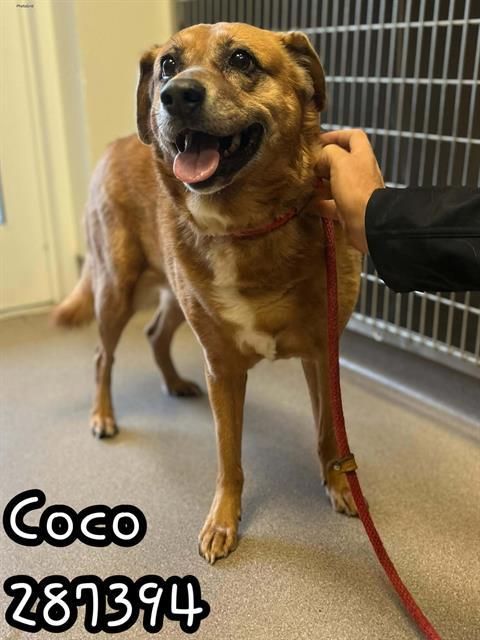 Enlarge COCO, a Adoptable mixed breed in Macon, GA image 1/1