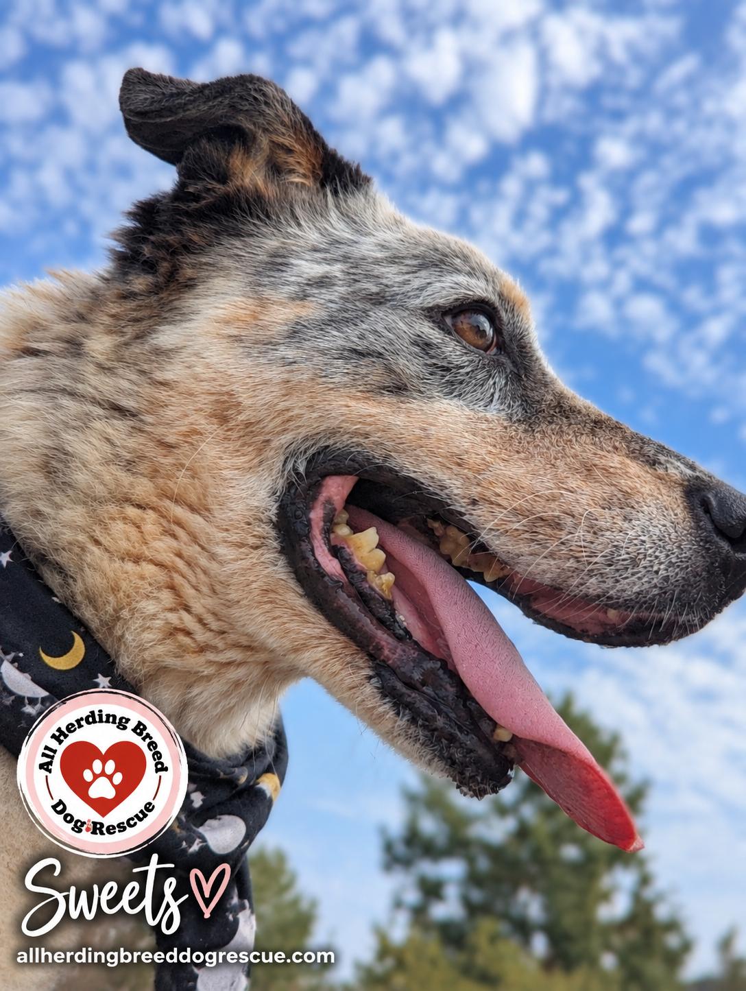 Enlarge Sweets, a Adoptable mixed breed in Joliet, IL image 4/4