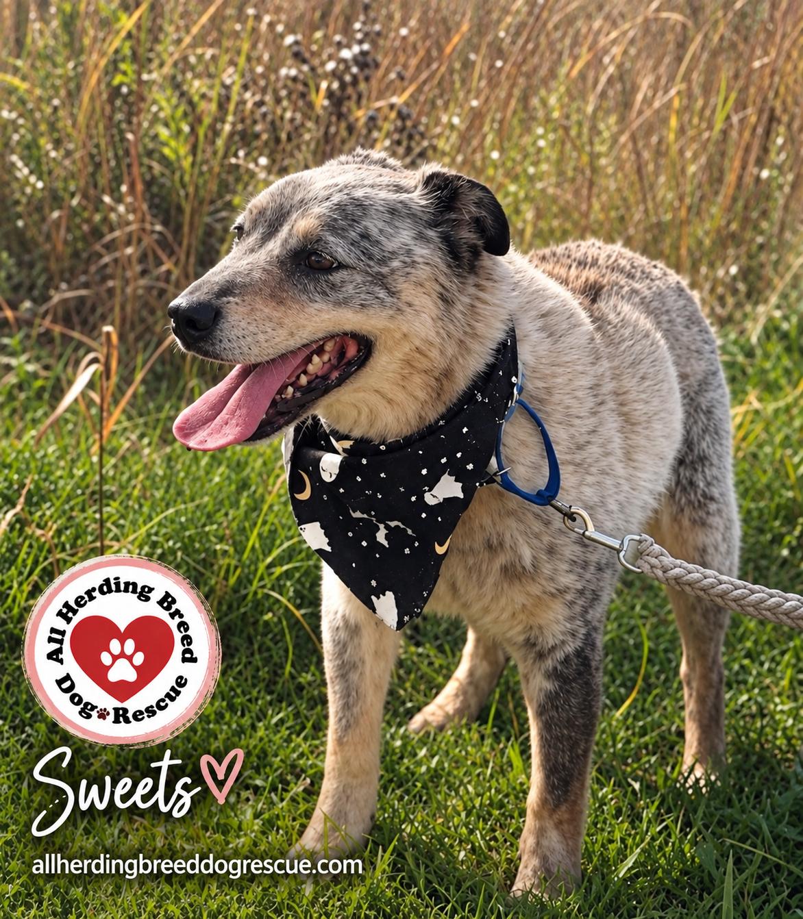 Enlarge Sweets, a Adoptable mixed breed in Joliet, IL image 2/4