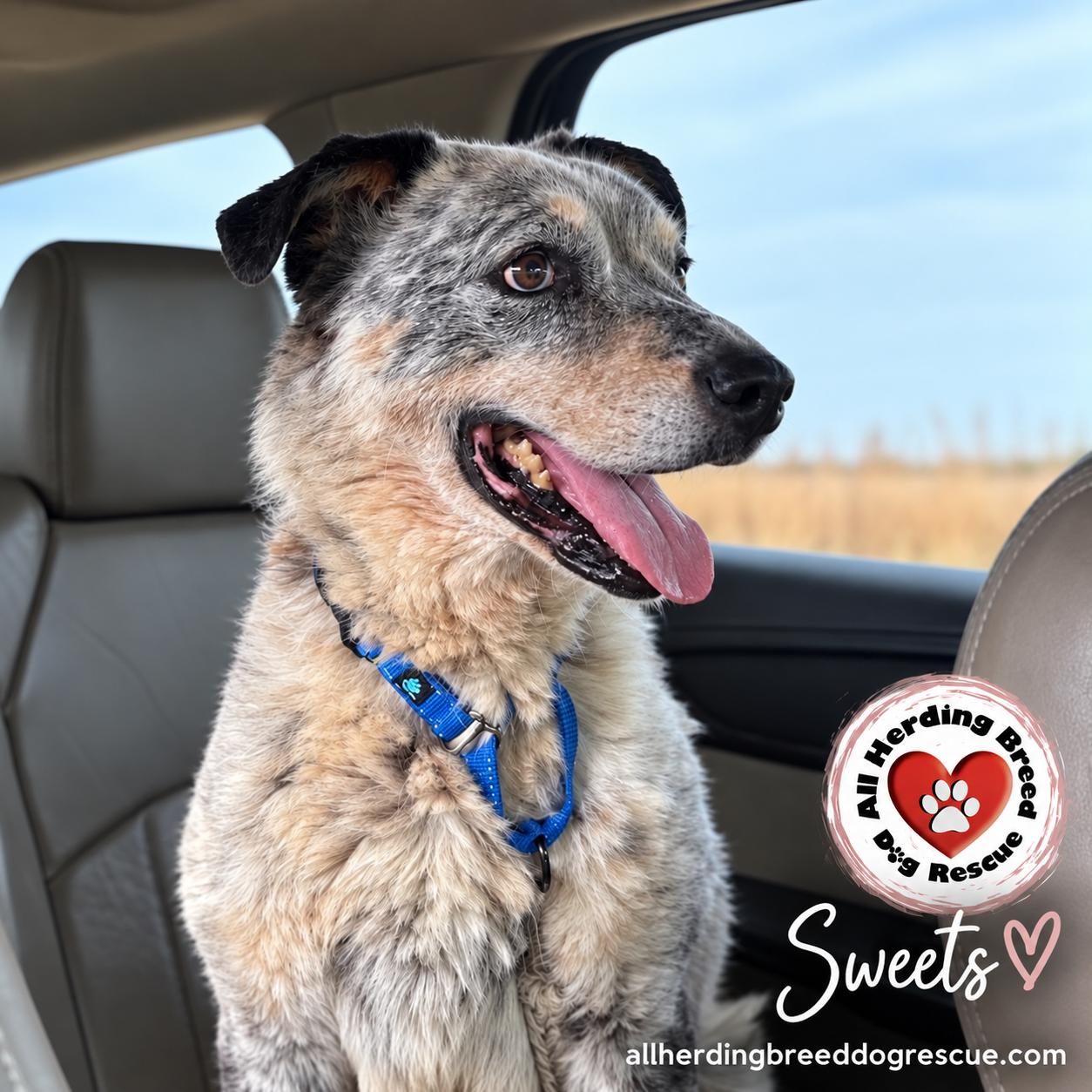 Sweets, Adoptable, Adult Female Cattle Dog.