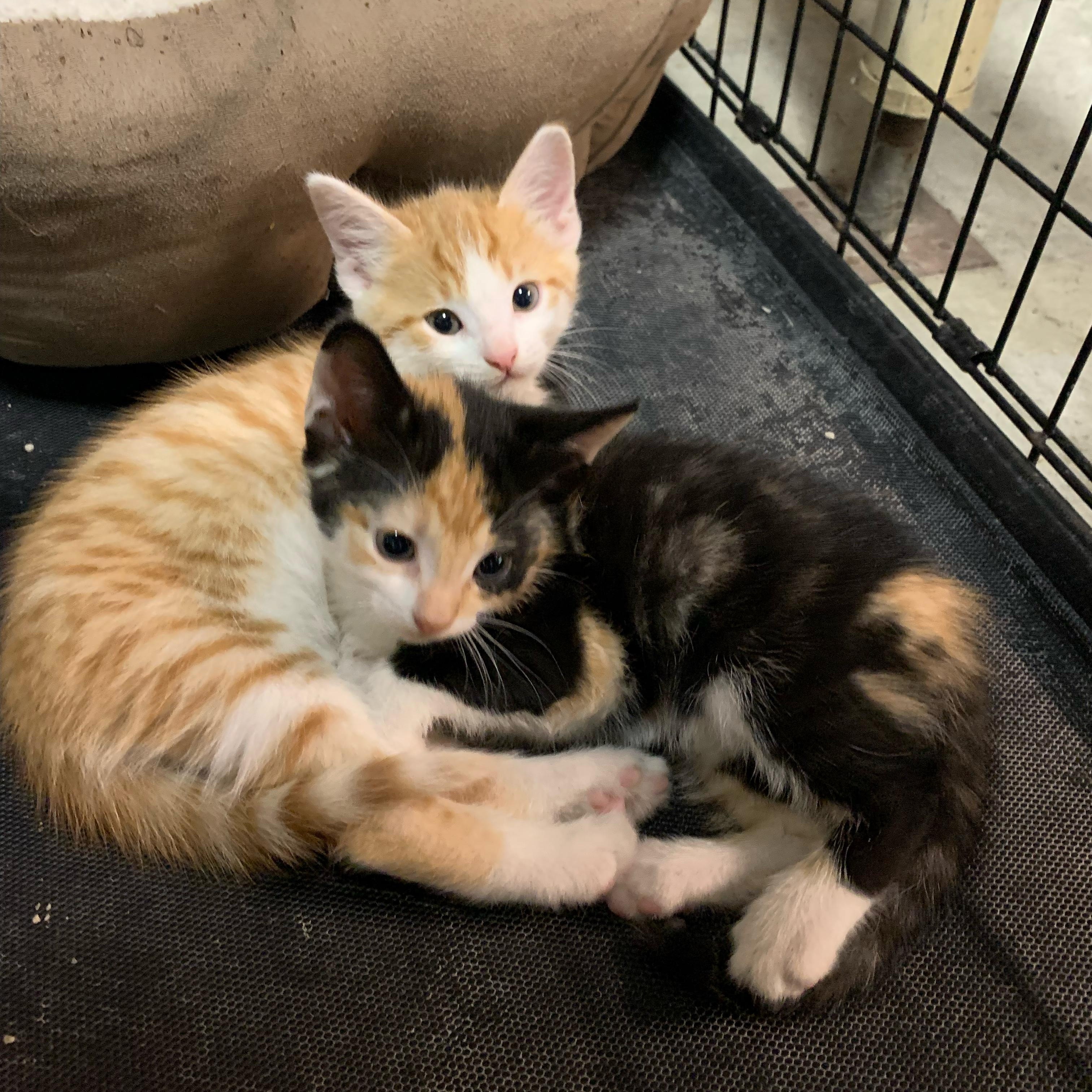 Enlarge Pearla, a Adopted Calico in Cleveland, OH image 1/3