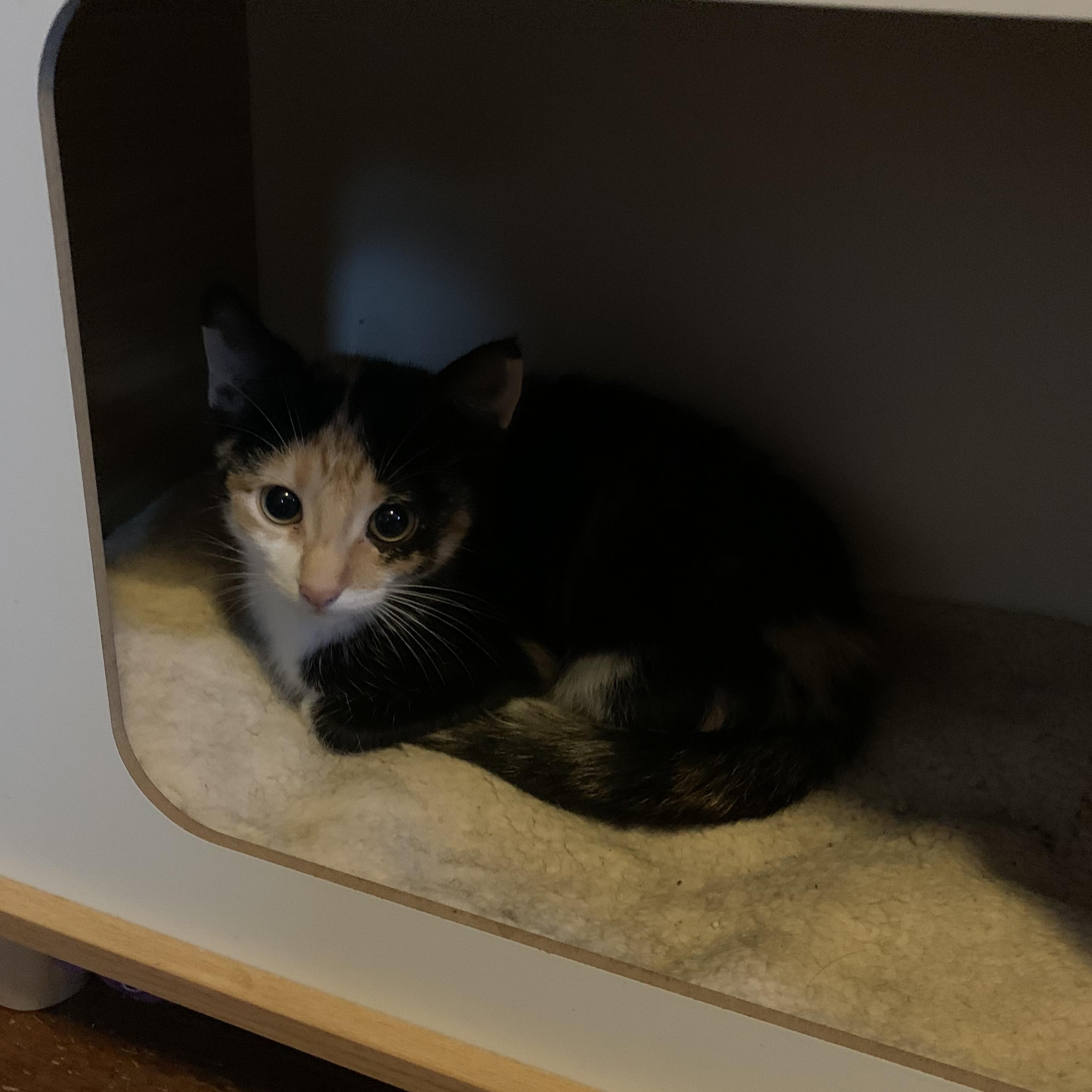 Enlarge Pearla, a Adopted Calico in Cleveland, OH image 2/3