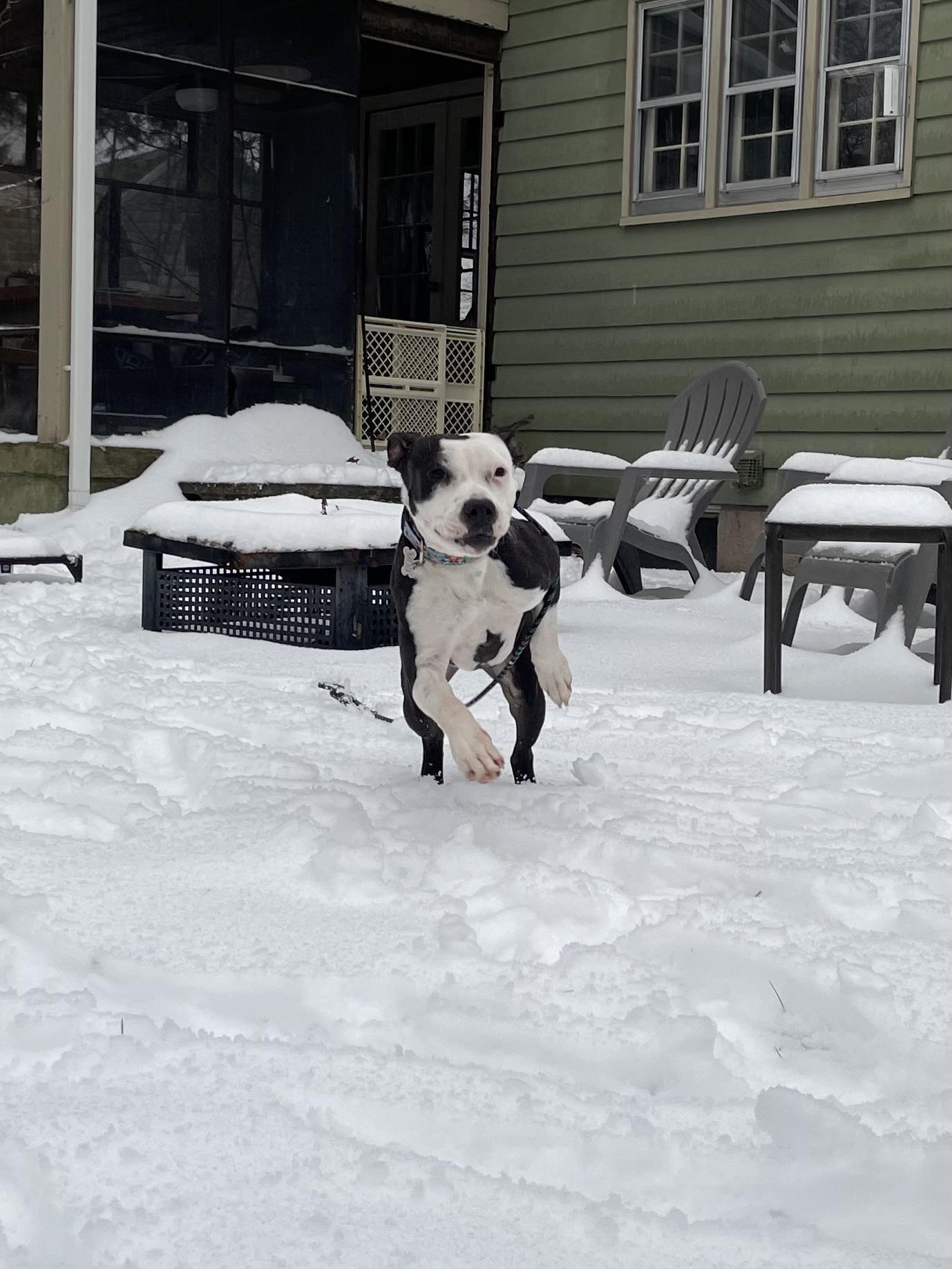 Enlarge Bella, a Adoptable mixed breed in Burlington, VT image 3/5