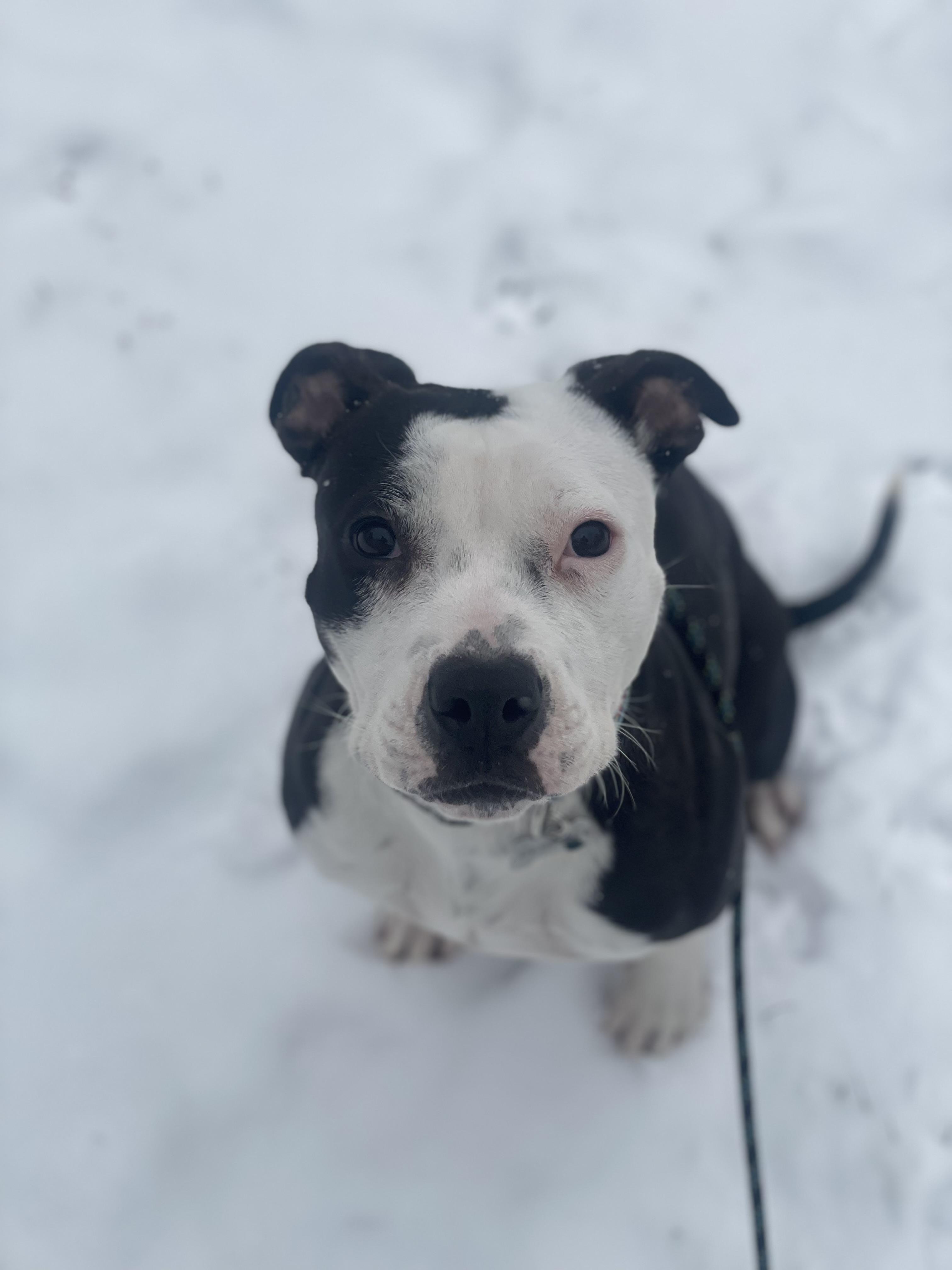 Bella, Adoptable, Adult Female American Staffordshire Terrier.