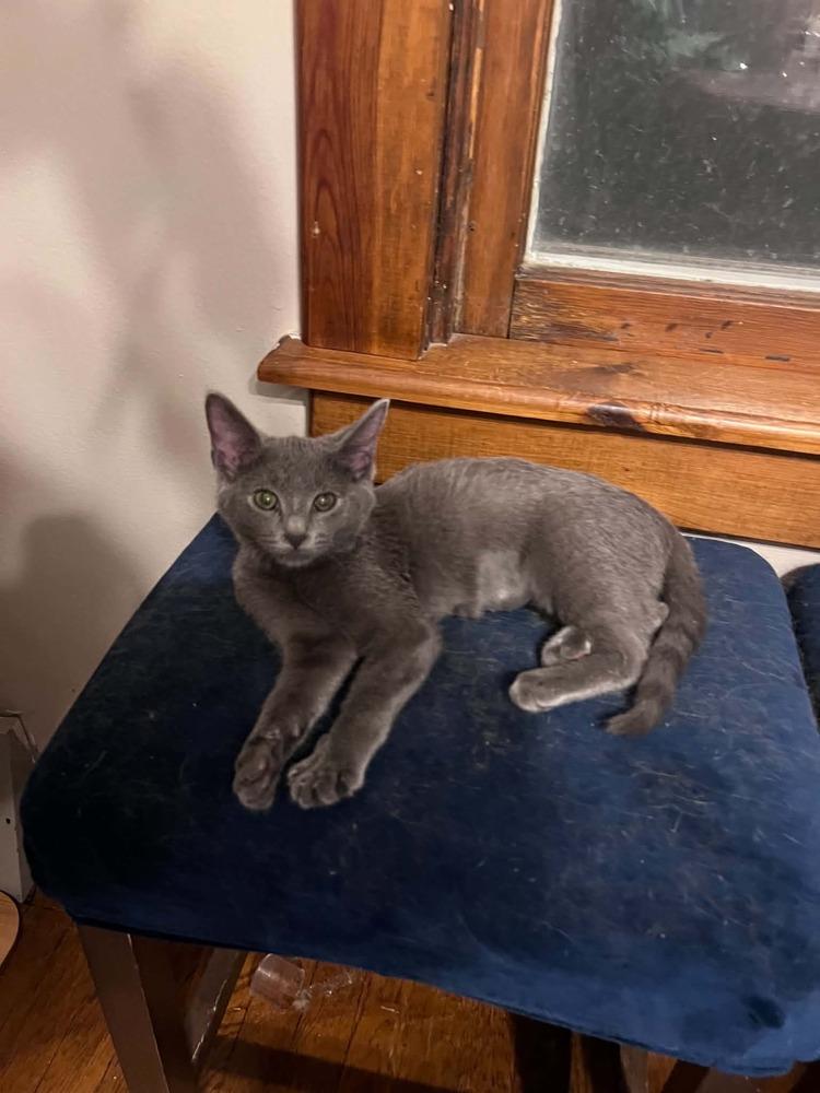 Penny, Adoptable, Kitten Female Domestic Short Hair.