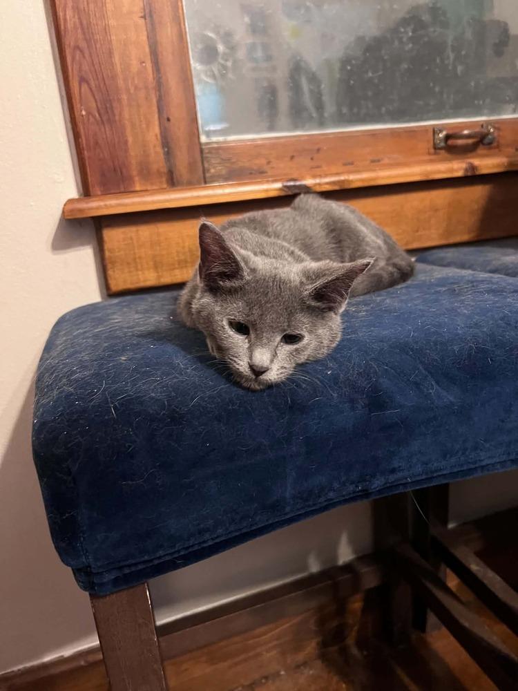 Enlarge Penny, a Adoptable Domestic Short Hair in Emporia, KS image 2/3