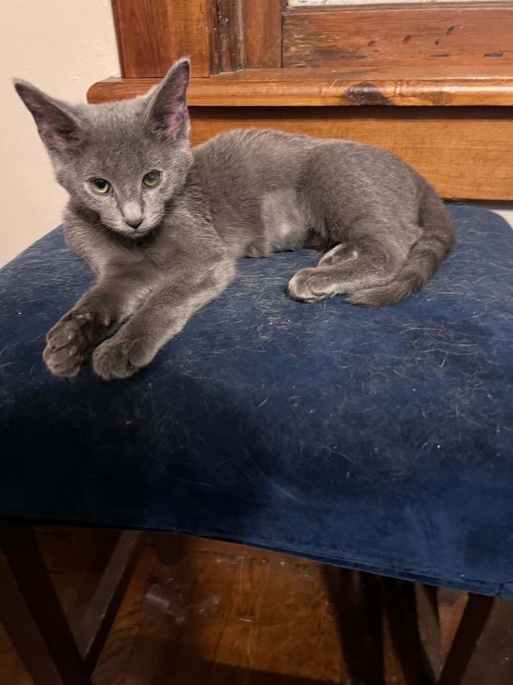 Enlarge Penny, a Adoptable Domestic Short Hair in Emporia, KS image 3/3