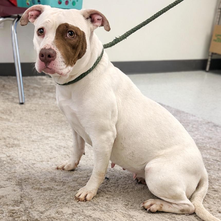 Queen (GiGi), ADOPTABLE, Adult Female Pit Bull Terrier.