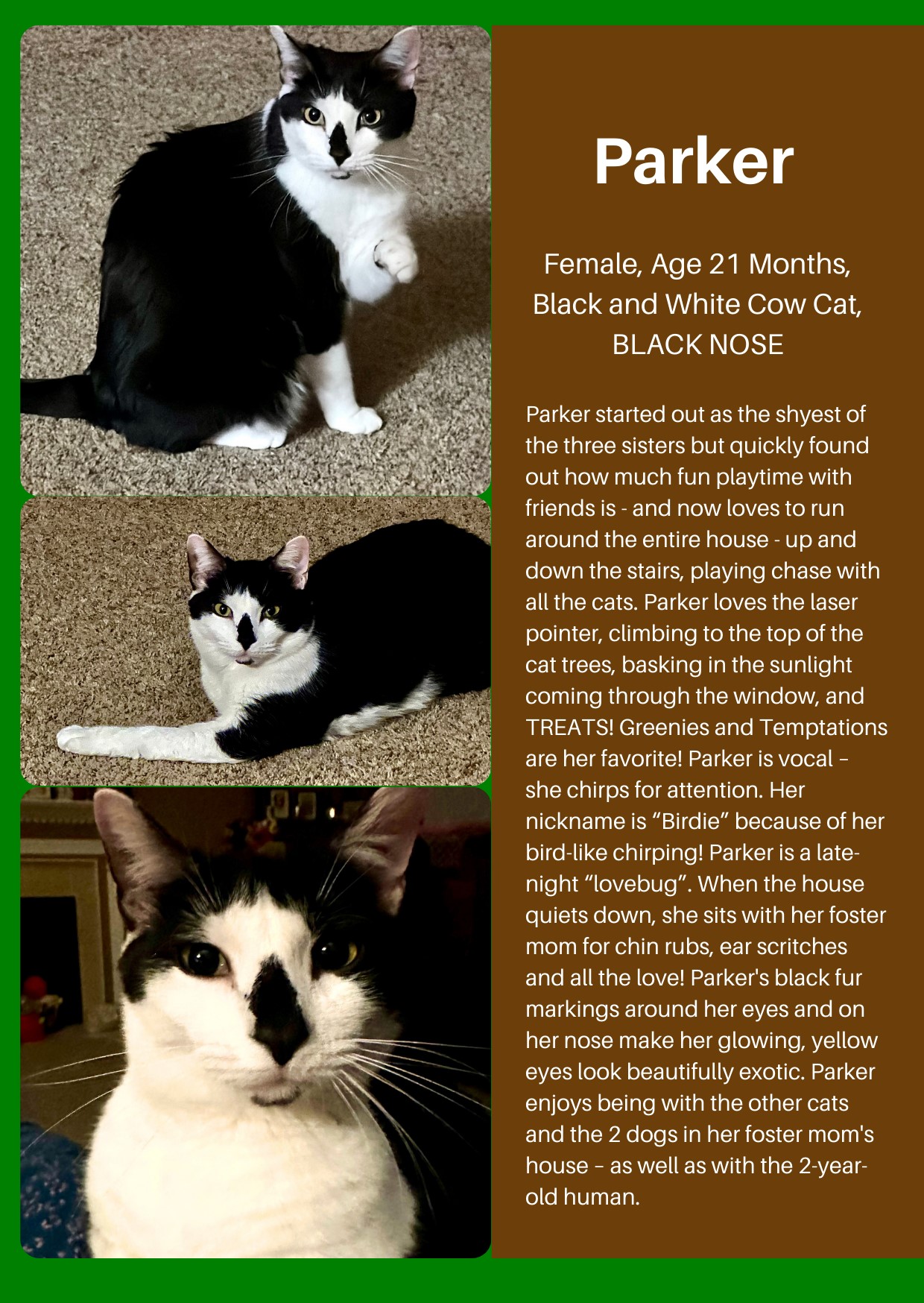 Enlarge Parker, a Adoptable Domestic Short Hair in Bowie, MD image 1/1