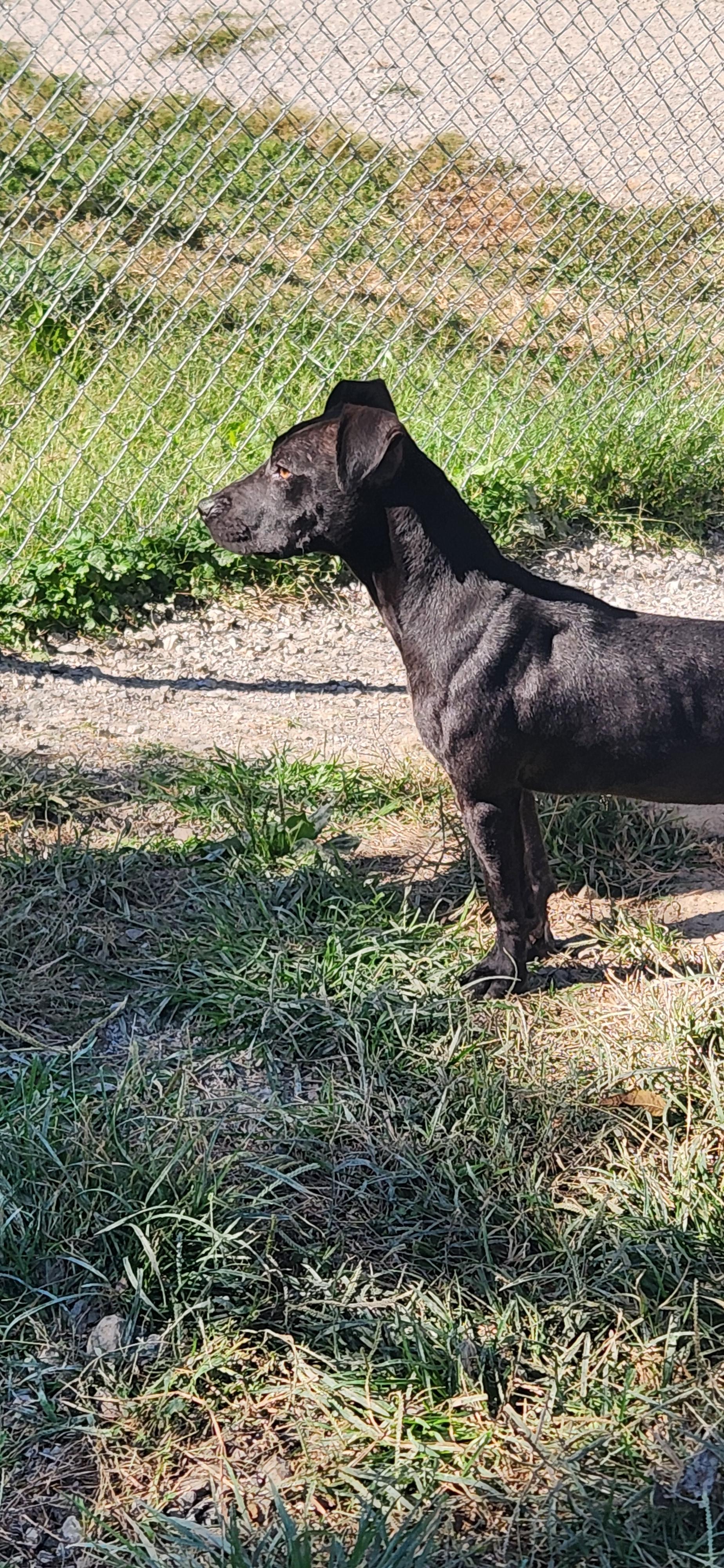 Enlarge Kai, a Adoptable Pit Bull Terrier in Berea, KY image 2/4