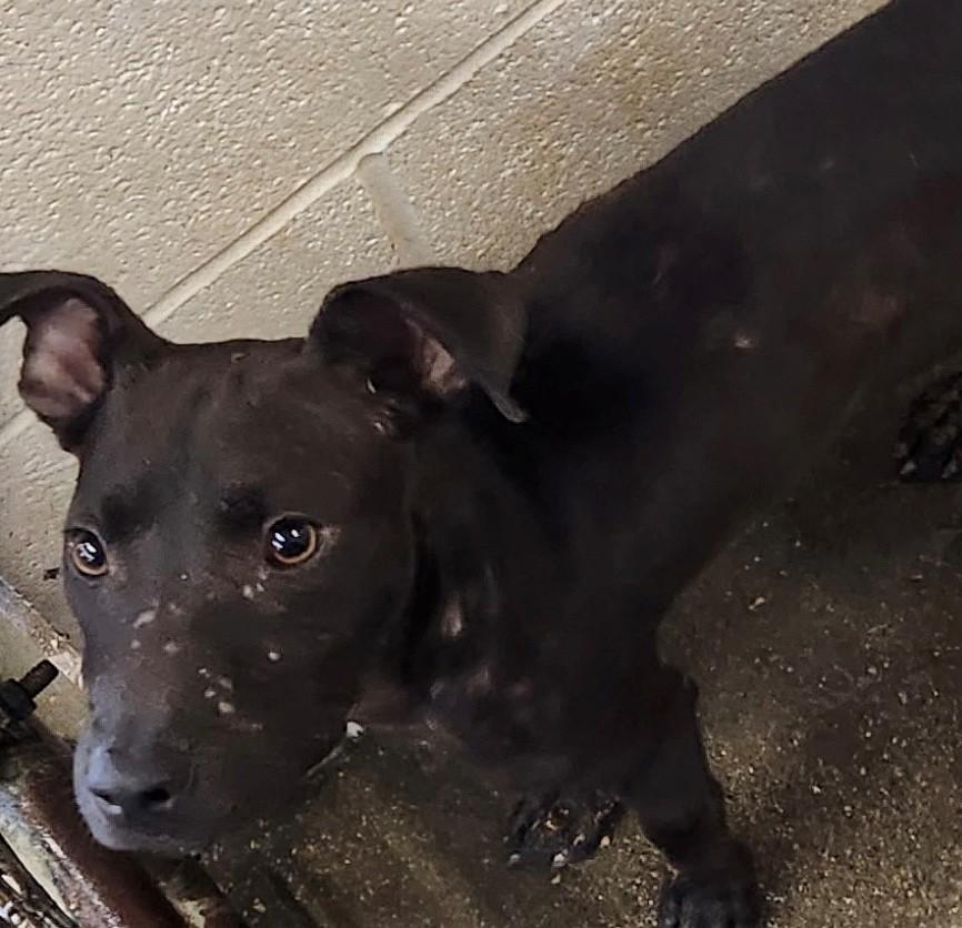 Kai, Adoptable, Young Male Pit Bull Terrier.