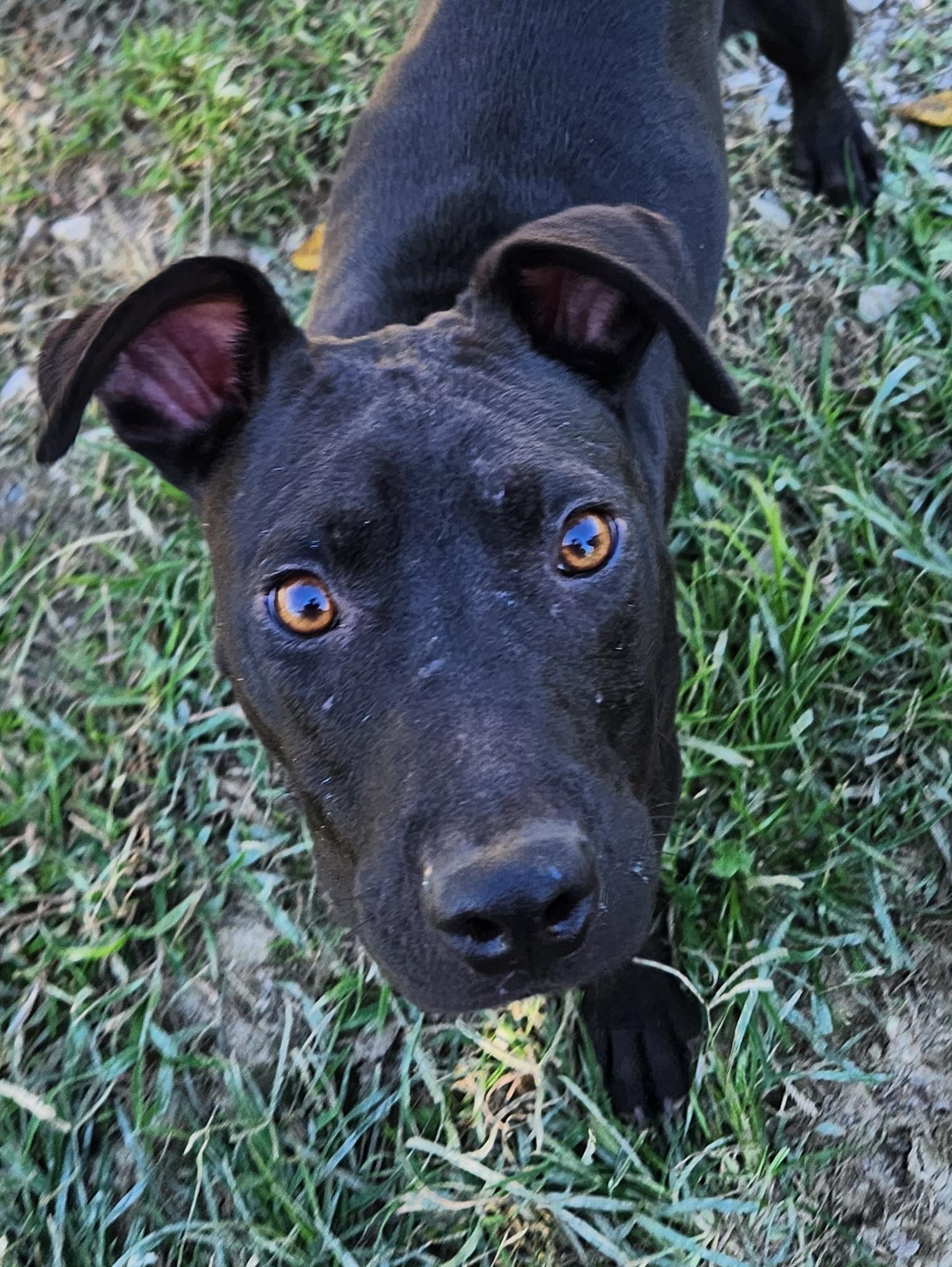Kai, Adoptable, Young Male Pit Bull Terrier.