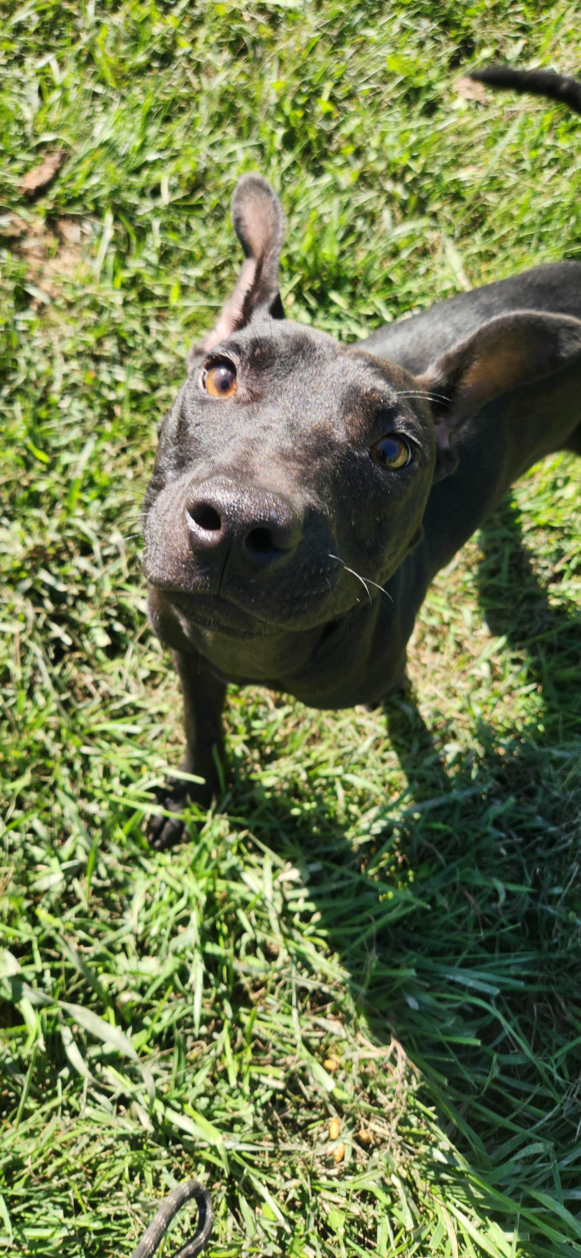 Enlarge Kai, a Adoptable Pit Bull Terrier in Berea, KY image 3/4