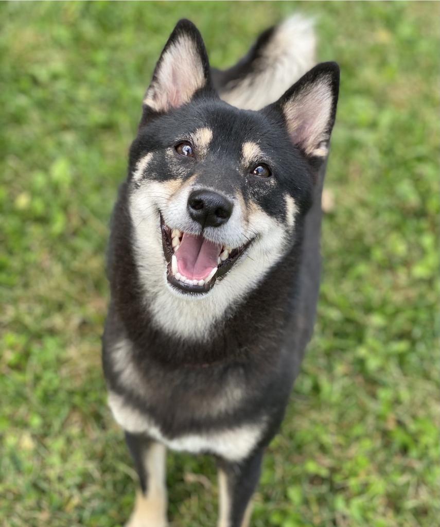 Mizuki (me-zoo-key), Adoptable, Adult Female Shiba Inu.