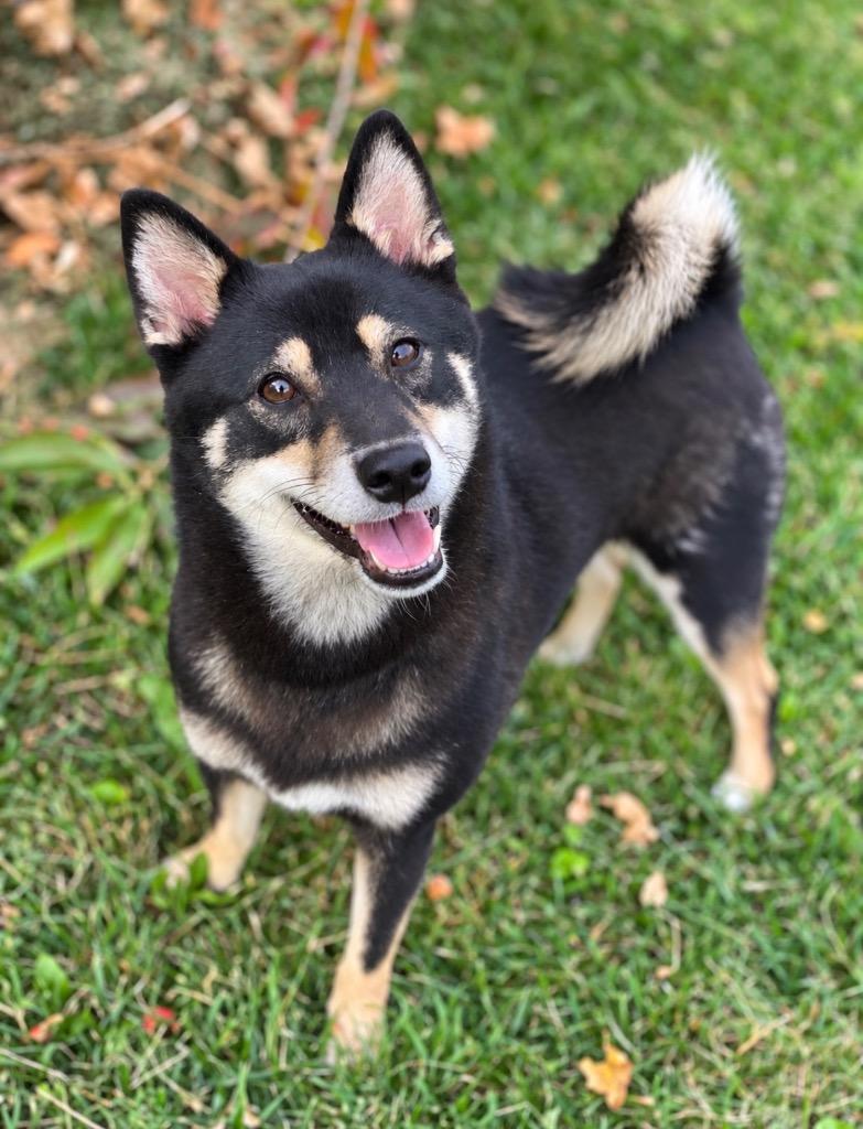 Enlarge Mizuki (me-zoo-key), a Adoptable Shiba Inu in Decorah, IA image 2/5