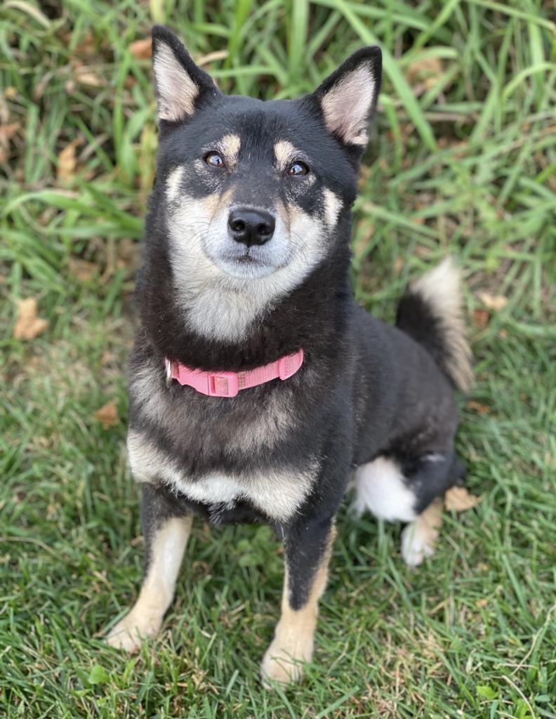 Enlarge Mizuki (me-zoo-key), a Adoptable Shiba Inu in Decorah, IA image 3/5