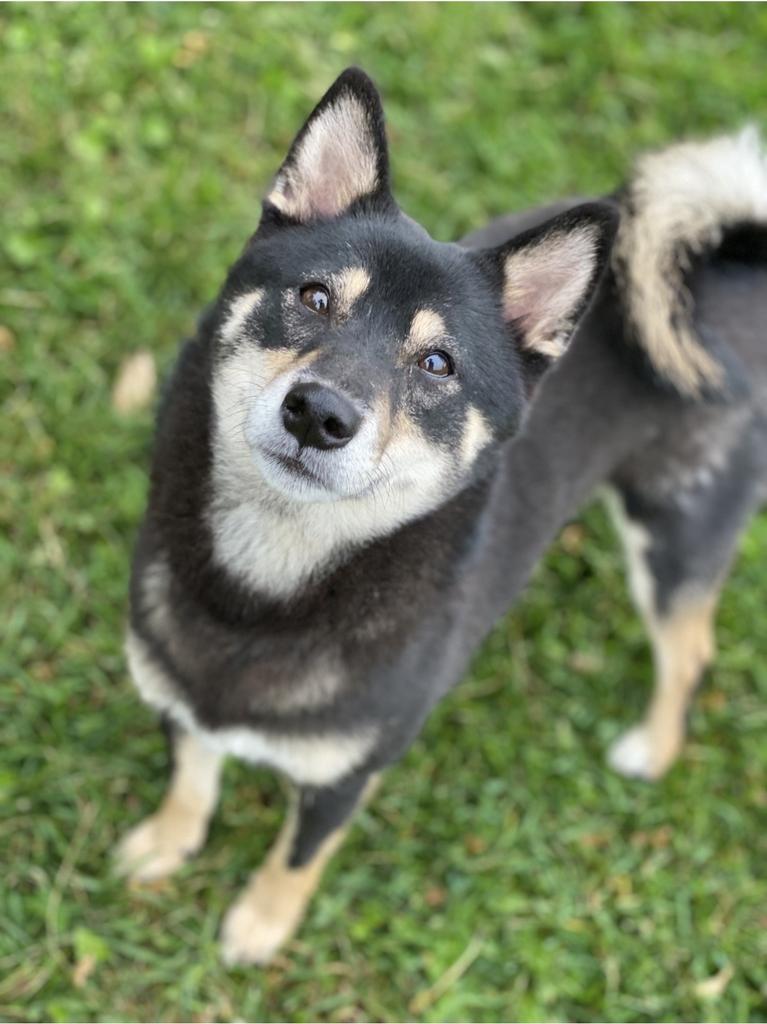 Enlarge Mizuki (me-zoo-key), a Adoptable Shiba Inu in Decorah, IA image 4/5