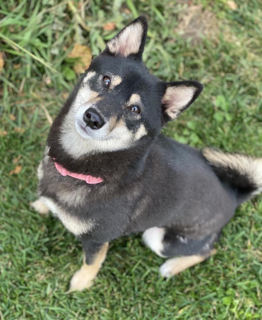 Enlarge Mizuki (me-zoo-key), a Adoptable Shiba Inu in Decorah, IA image 5/5