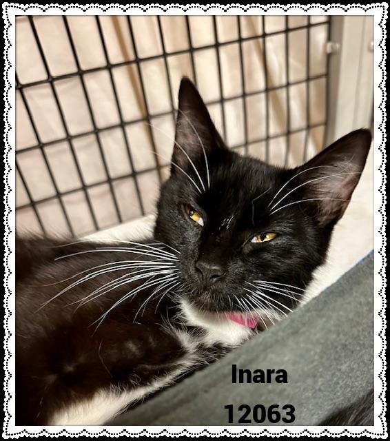 Inara is a beautiful girl She was on an adventure with Lumi Zuri and Momo when spotted and arrived
