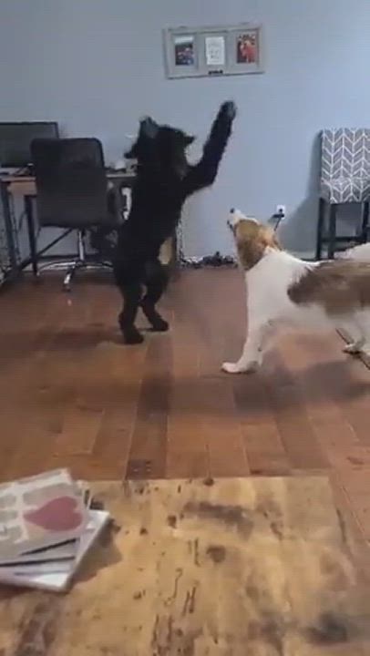 Enlarge Kix, a Adopted mixed breed in Springfield, MO video 6/11