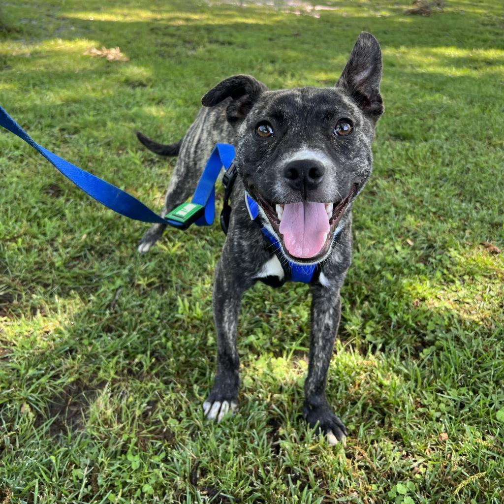 Enlarge Dell, a Adoptable Terrier in West Memphis, AR image 1/6