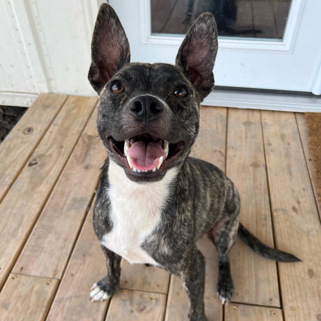 Enlarge Dell, a Adoptable Terrier in West Memphis, AR image 2/6