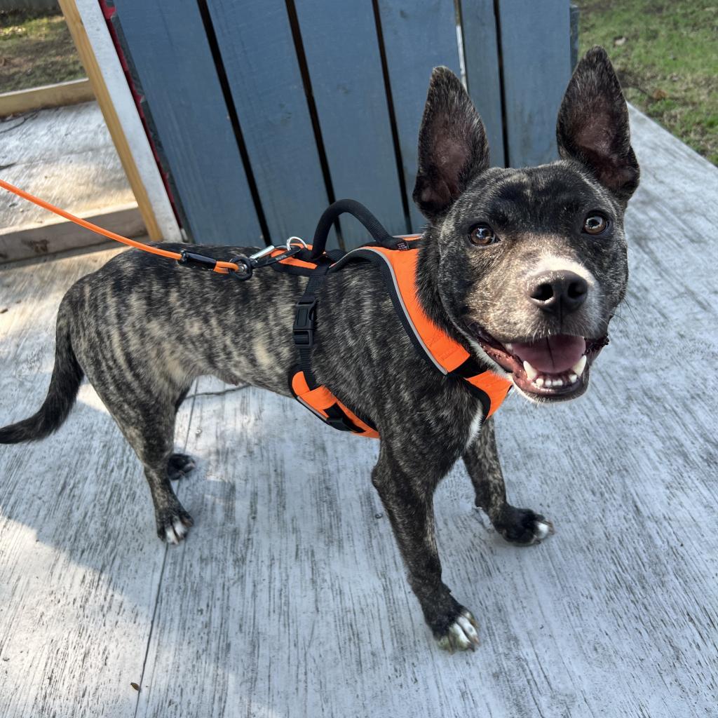 Enlarge Dell, a Adoptable Terrier in West Memphis, AR image 3/6