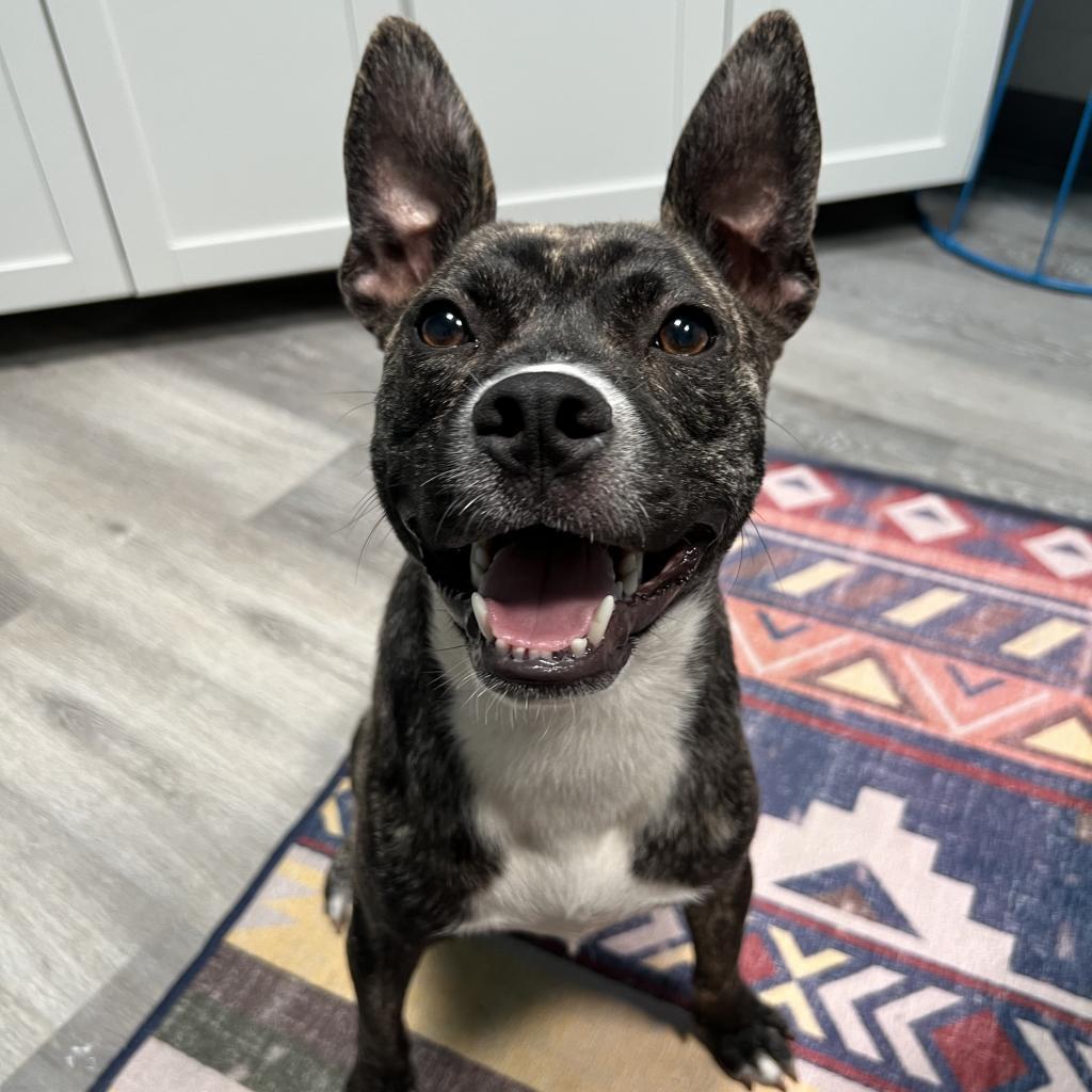 Enlarge Dell, a Adoptable Terrier in West Memphis, AR image 5/6