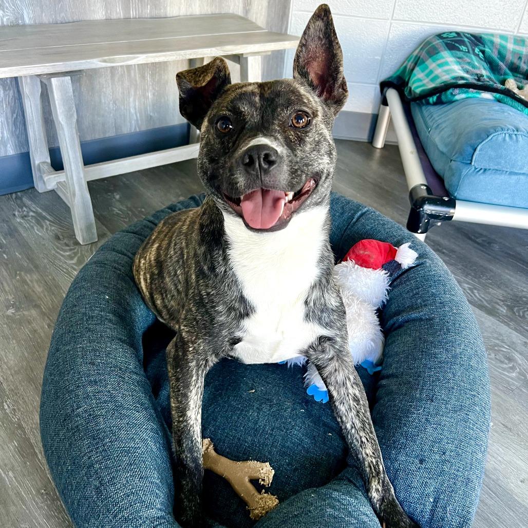 Enlarge Dell, a Adoptable Terrier in West Memphis, AR image 6/6