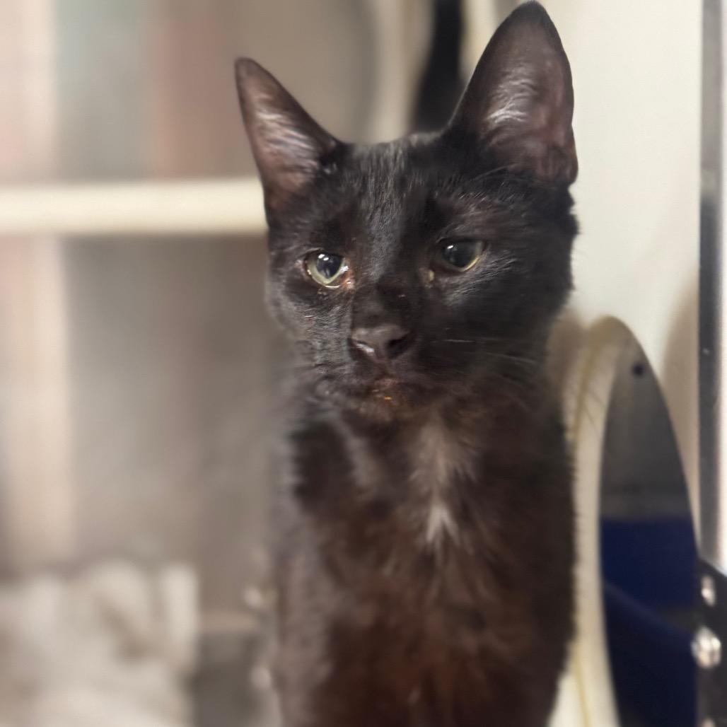 Coop, Adoptable, Adult Male Domestic Short Hair.
