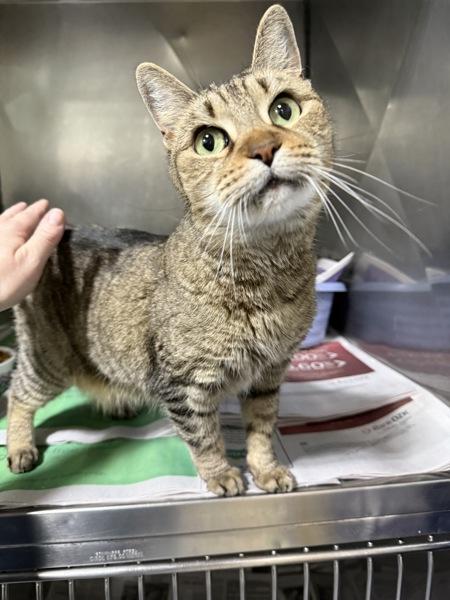 Enlarge 26-01-0010 Amanda, a Adoptable mixed breed in Dallas, GA image 1/1