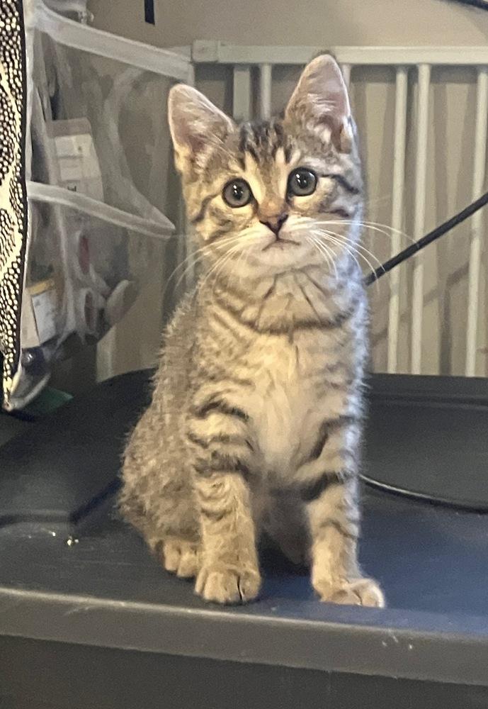 Kiaria, ADOPTABLE, Kitten Female Domestic Short Hair.