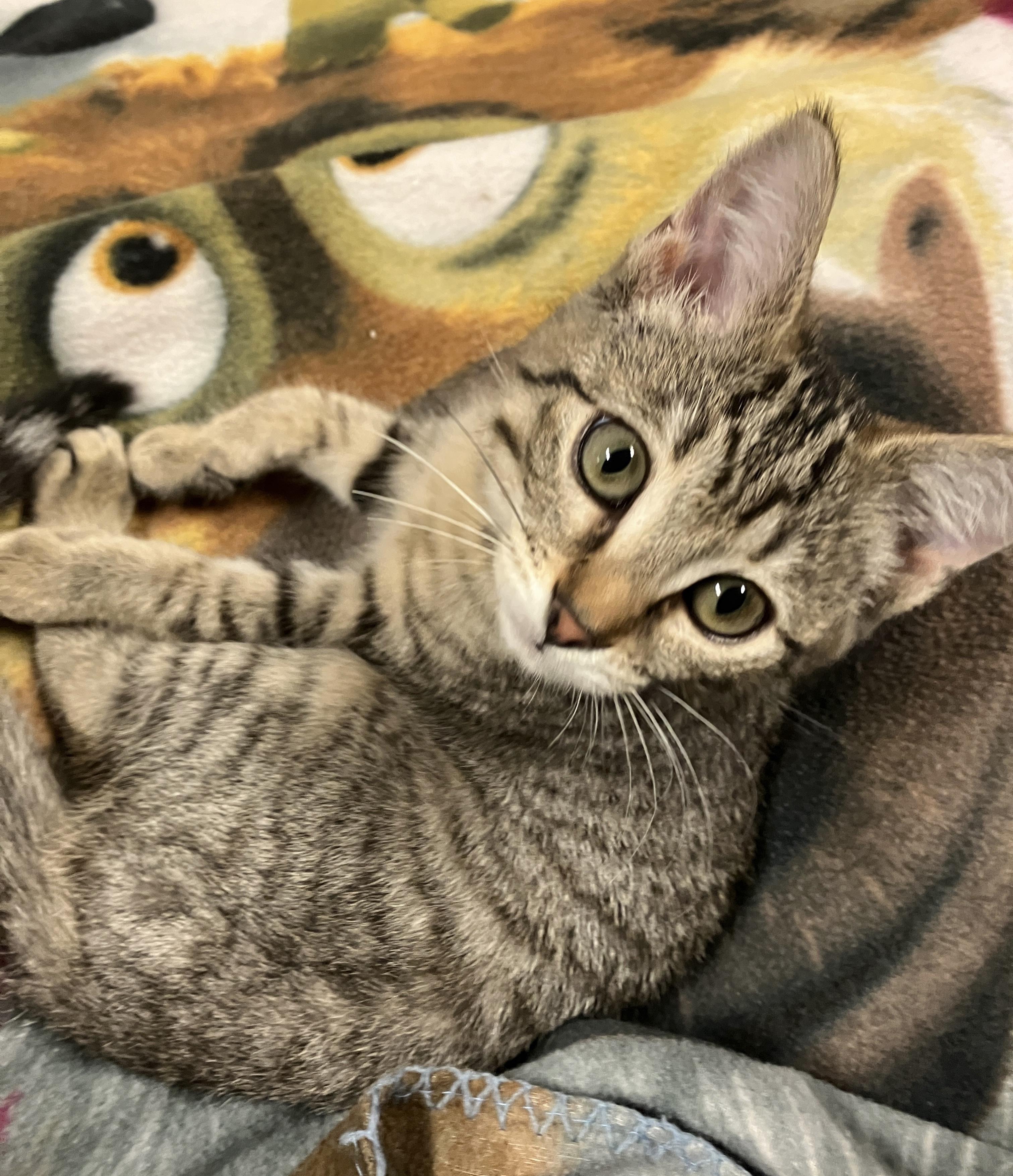 Enlarge Kiaria, a ADOPTABLE Domestic Short Hair in China Township, MI image 1/6