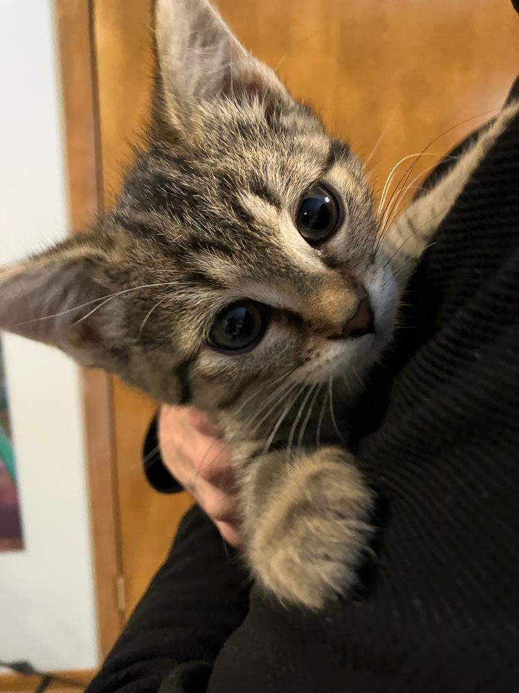 Enlarge Kiaria, a ADOPTABLE Domestic Short Hair in China Township, MI image 5/6