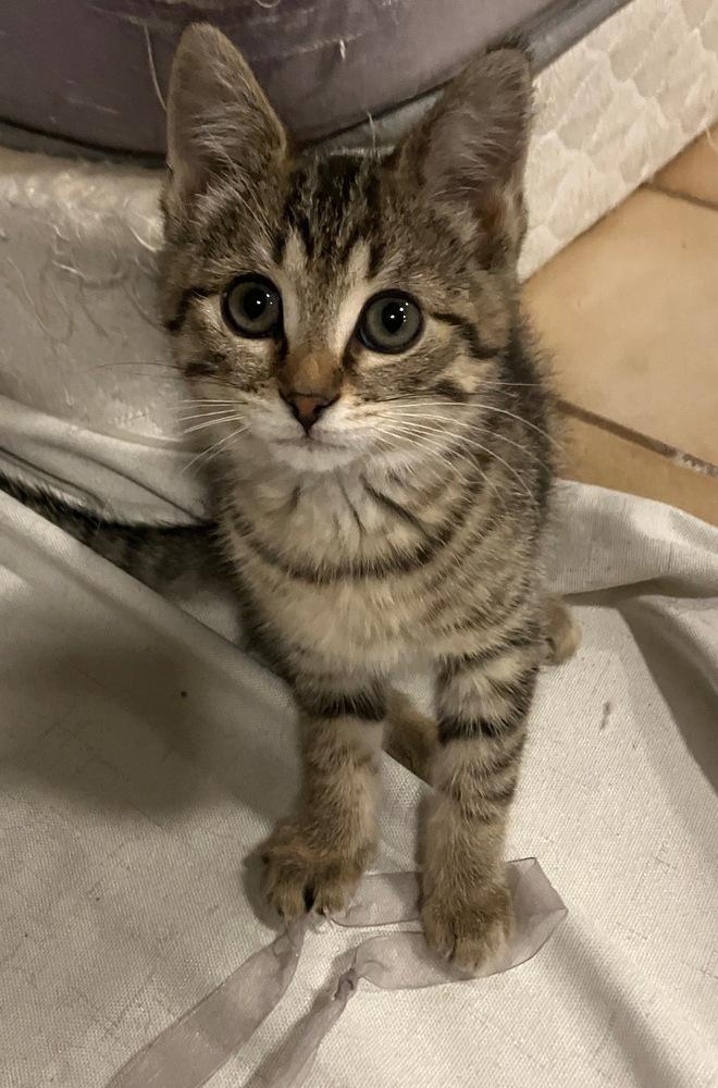 Enlarge Kiaria, a ADOPTABLE Domestic Short Hair in China Township, MI image 6/6