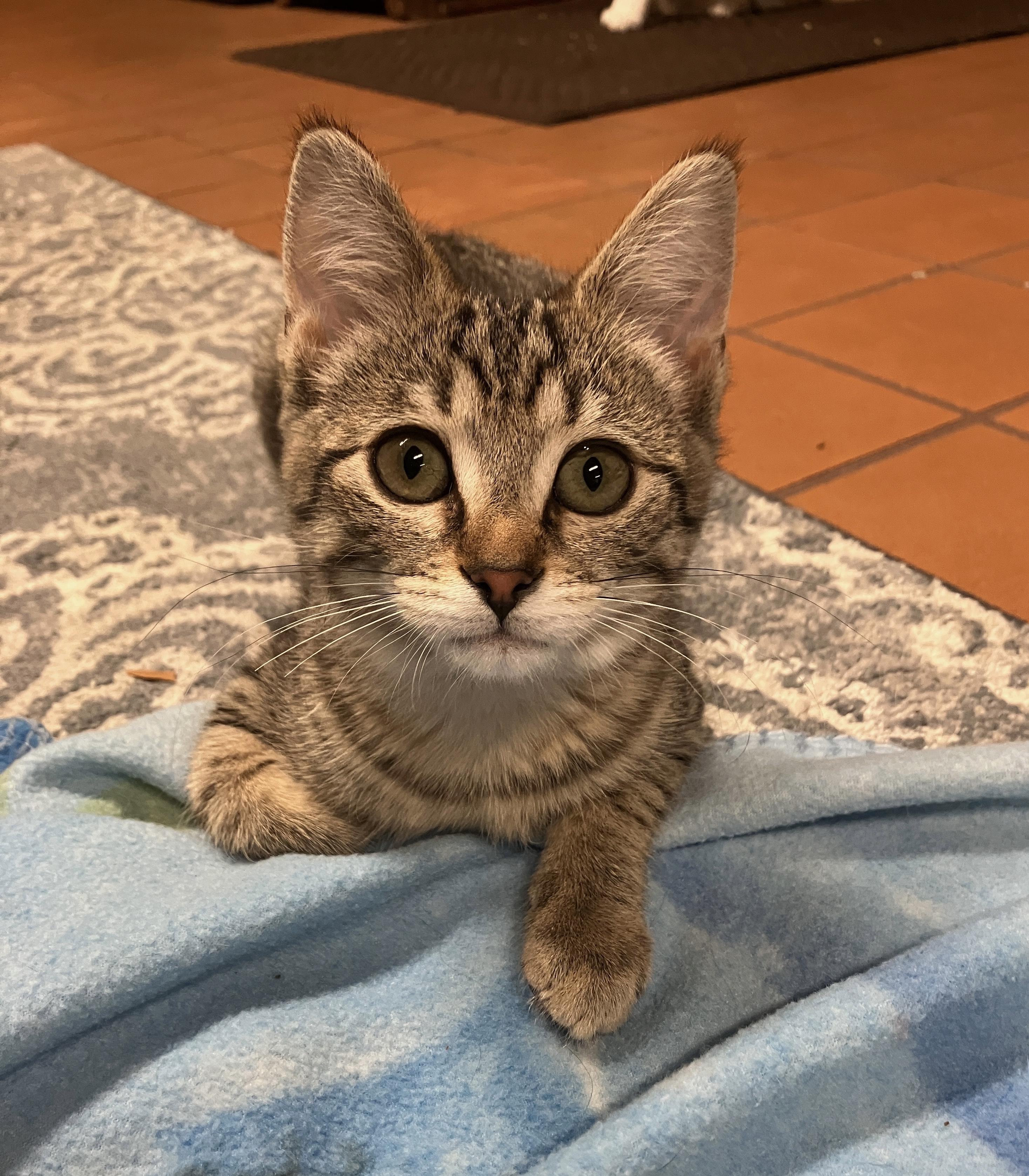 Enlarge Kiaria, a ADOPTABLE Domestic Short Hair in China Township, MI image 2/6