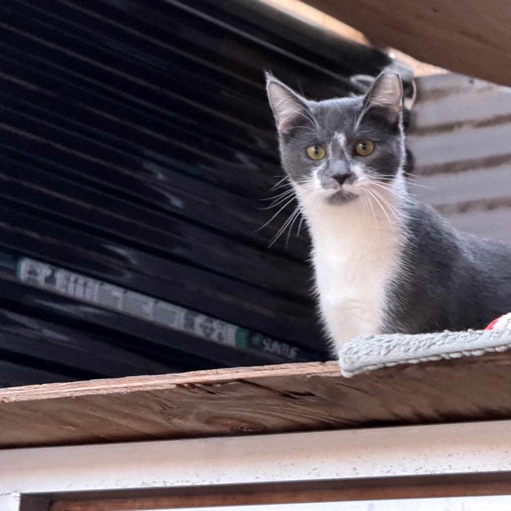 Owen_Str-112525, Adoptable, Kitten Male Domestic Short Hair.