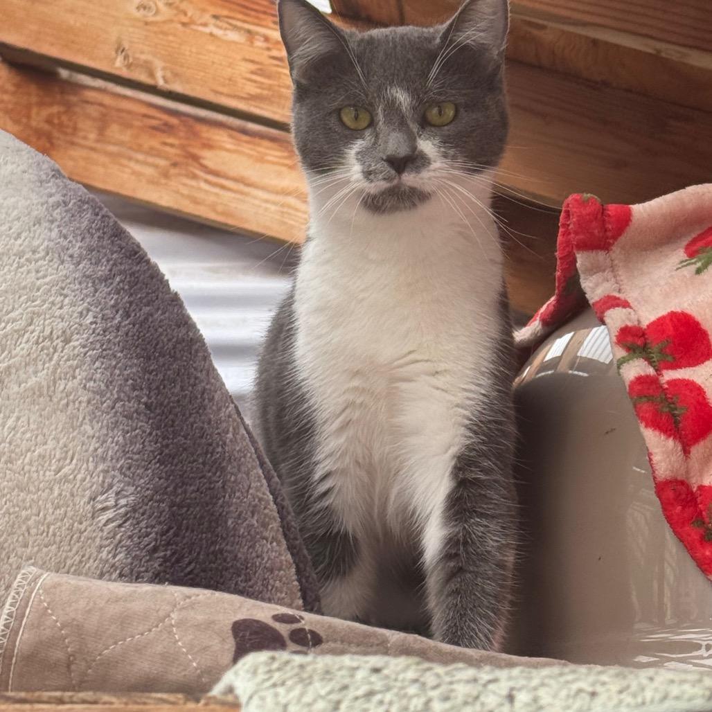 Owen, Adoptable, Young Male Domestic Short Hair.
