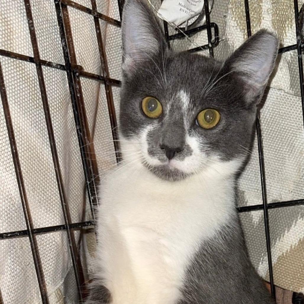 Owen_Str-112525, Adoptable, Kitten Male Domestic Short Hair.